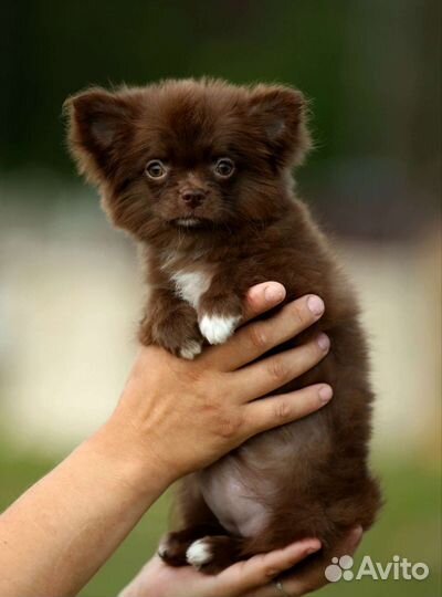 Шоколадно лиловая чихуахуа девочка