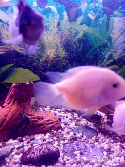 Аквариумные рыбки