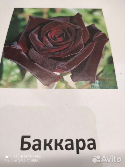 Саженцы роз