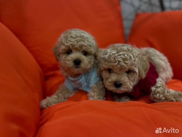 Мальтипу teacup micro teddy f1