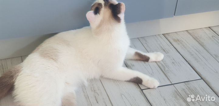 Молодая кошка