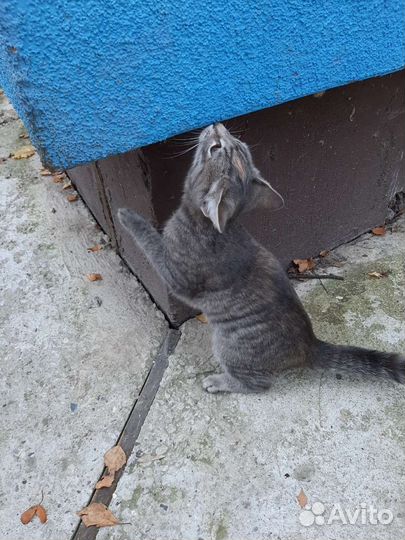 Котенок девочка