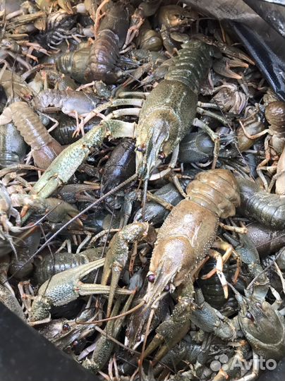 Живые раки речные