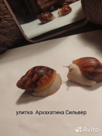 Улитки архахатины