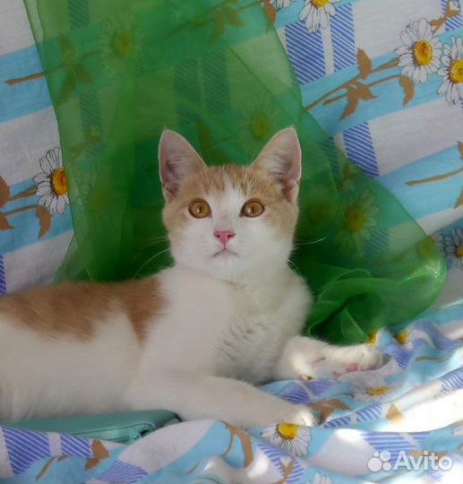 Солнечный котёнок