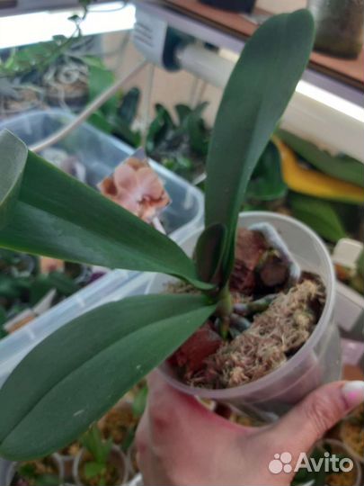 Орхидея фаленопсис