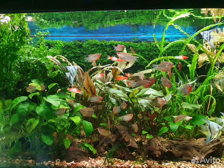 Жемчужный гурами, гуппи, растения артемия декапс