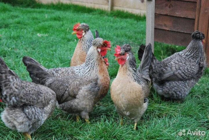 Куры молодки несушки и бройлер и гусята и индоутки