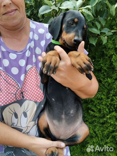 Собаки щенки добермана