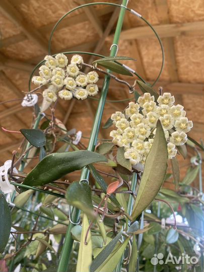 Hoya Mirabilis