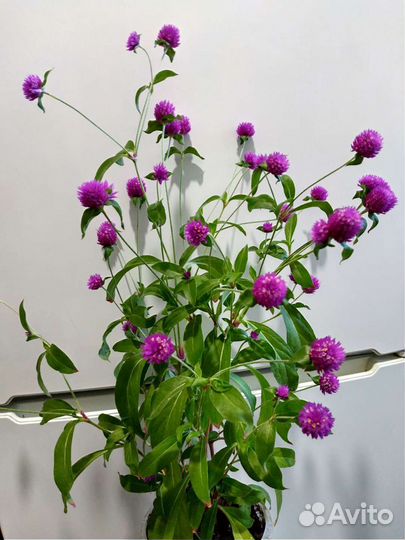 Гомфрена сухоцвет