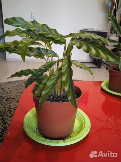 Калатея Руфибарба