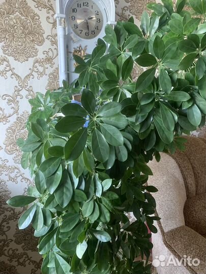 Шефлера комнатное дерево