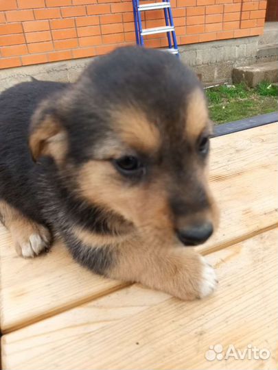 Собака в добрые руки отдам бесплатно