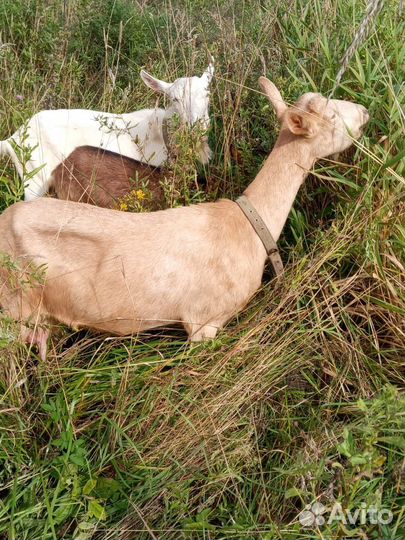 Коза и козочки