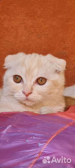 Шотландские вислоухие котята рыжие