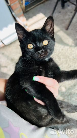 Котята бесплатно