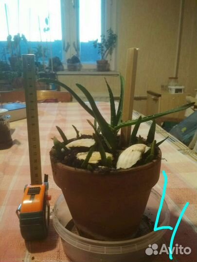 Алоэ 2х видов в добрые руки