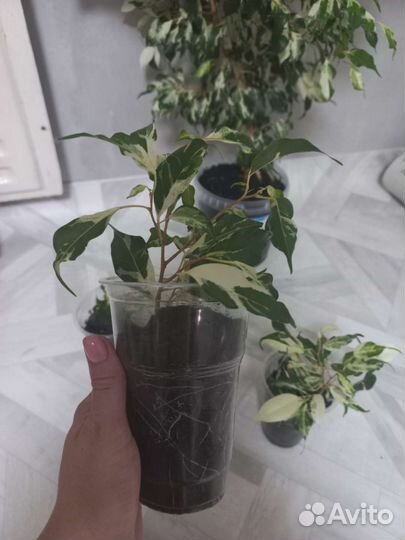 Комнатные цветы