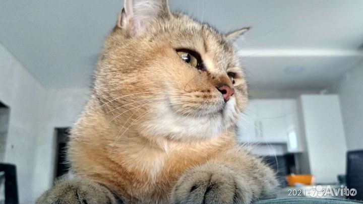 Котята золотая шиншилла (бронь)