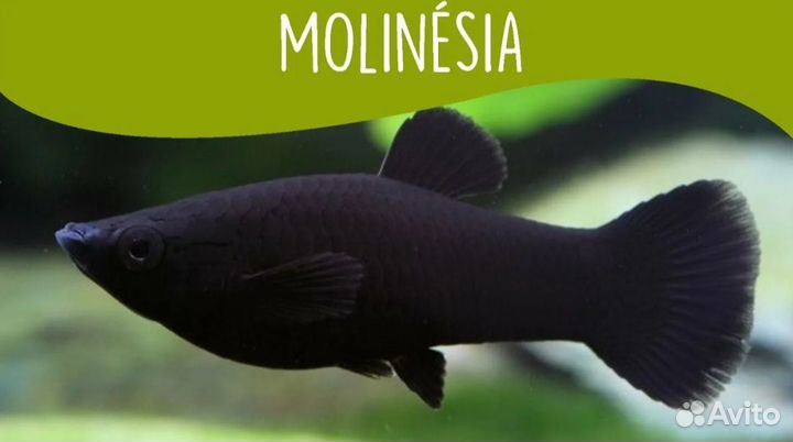 Аквариумные рыбки молинезия черная