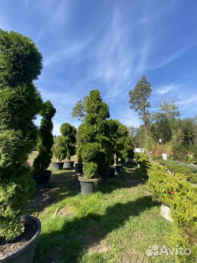 Туя Формированная 360 см