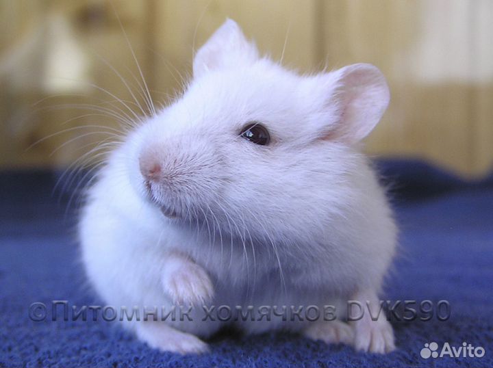 Белый хомячок из питомника