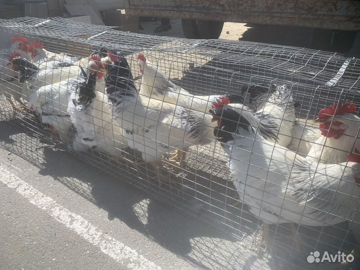 Петухи домашние