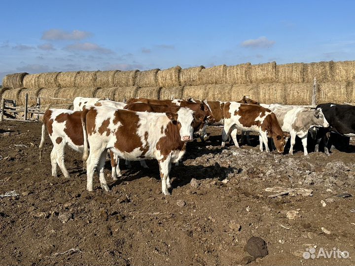 Телки и коровы