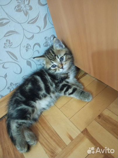 Котята смесь британца и шотландки