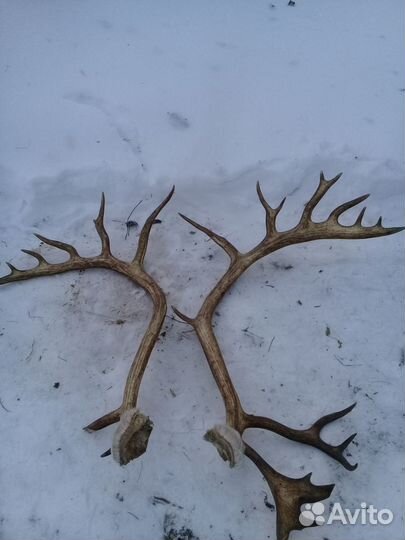 Рога оленя