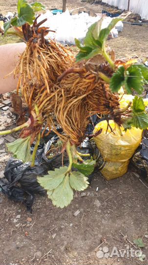 Клубника фриго и Ежевика Натчес