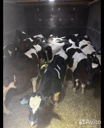 Телята бычки