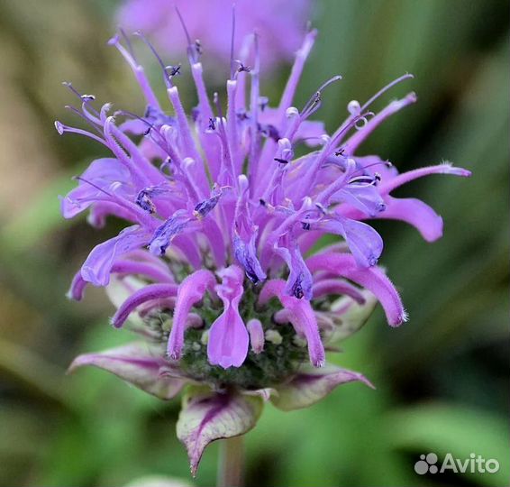 Хоста волнистая, бергамот, купальница, дельиниум