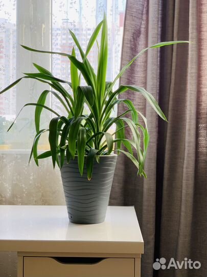 Пальма Юкка, два ствола+горшок