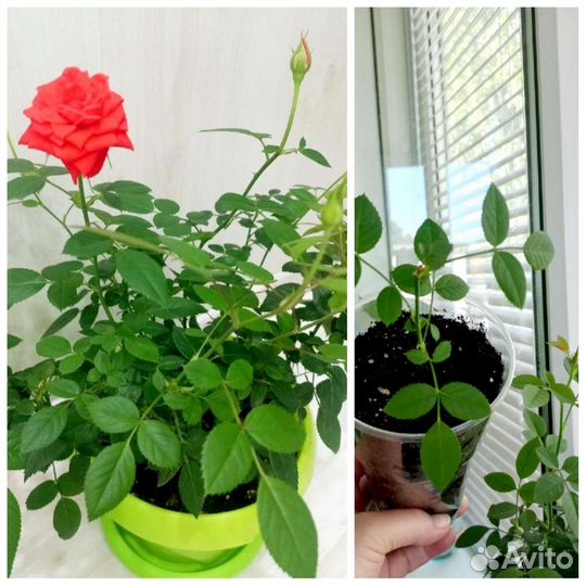 Комнатные цветы.обмен