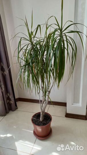 Драцена Маргината Биколор (Окаймлённая)