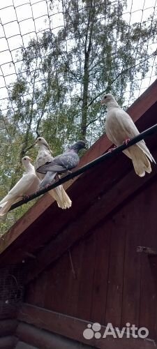 Голуби в хорошие руки