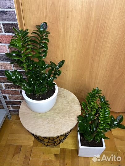 Замиокулькас зензи в горшке 48-50см