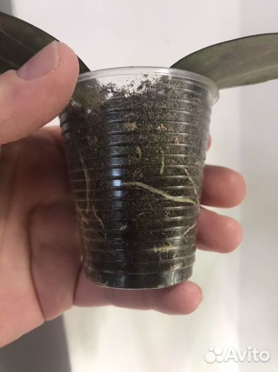 Хойи сортовые