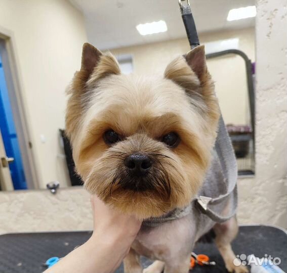 Стрижки кошек и собачек