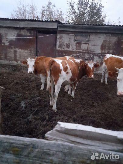 Телки стельные