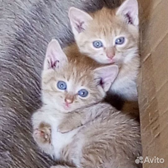 Кошки в добрые руки бесплатно
