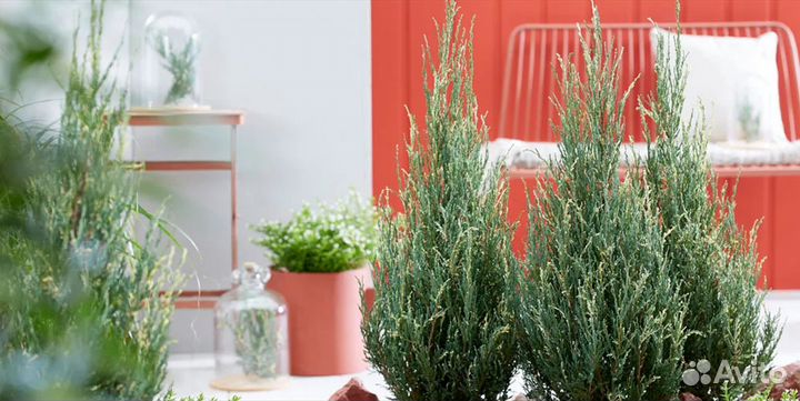 Можжевельник скальный Блю Айвори (Blue Ivory)