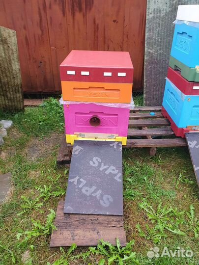 Ульи пчёлы матки