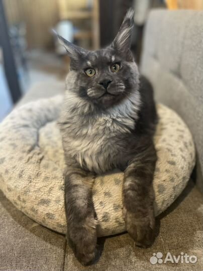 Мейн-кун вязка