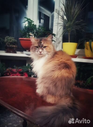 Сибирская кошка в дар