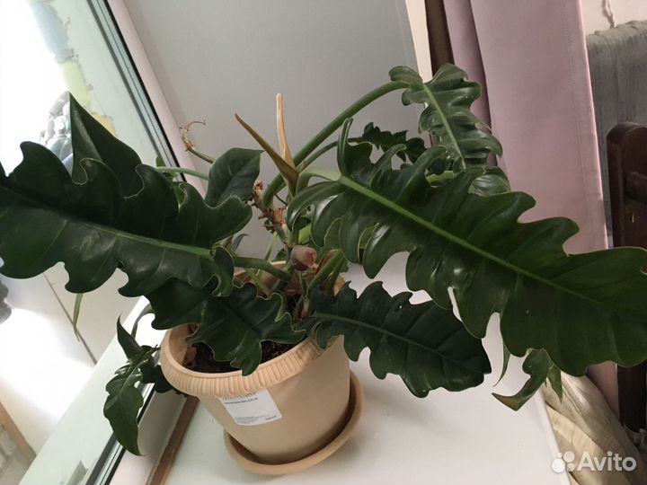 Филодендрон