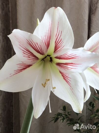 Гиппиаструм