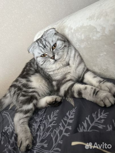 Шотландская вислоухая